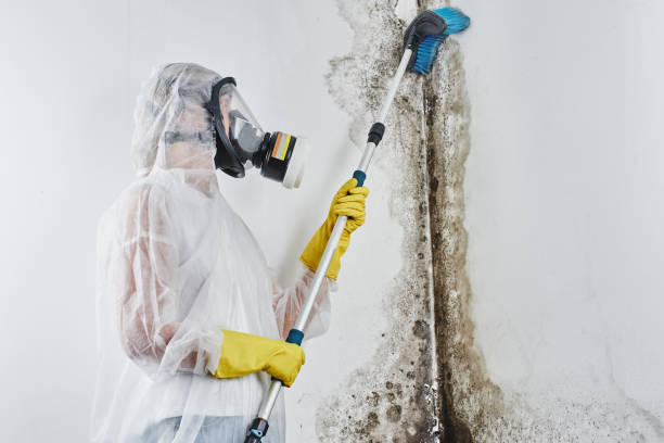 Best Attic Mold Remediation in Seatac, WA