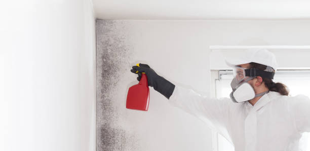 Best DIY Mold Remediation Support Services in Seatac, WA