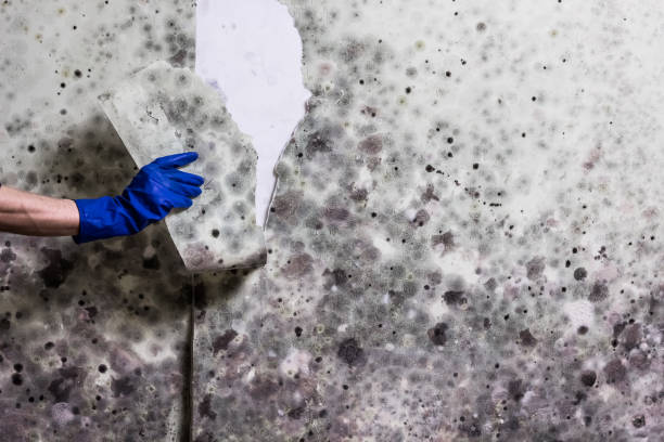 Best Emergency Mold Remediation in Seatac, WA