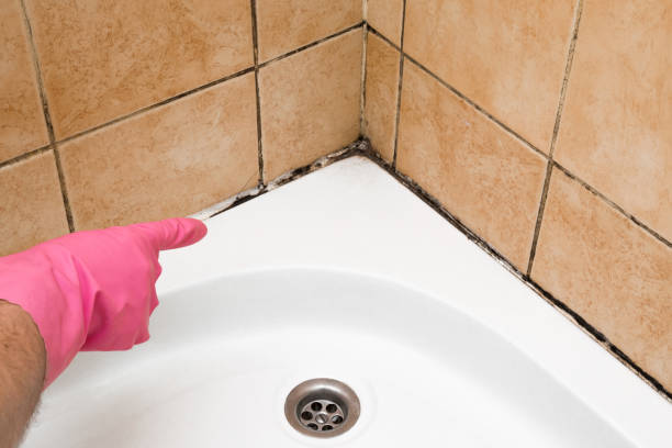 Trusted Seatac, WA Mold Remediation Experts